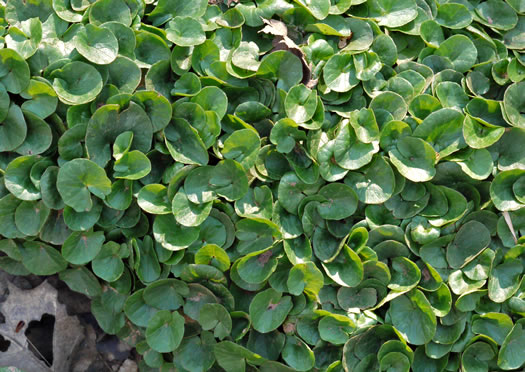 image of Ficaria verna ssp. calthifolia, Fig Buttercup, Lesser Celandine, Pilewort