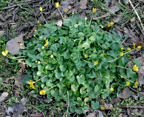 image of Ficaria verna ssp. calthifolia, Fig Buttercup, Lesser Celandine, Pilewort