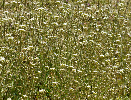 image of Capsella bursa-pastoris, Common Shepherd's Purse