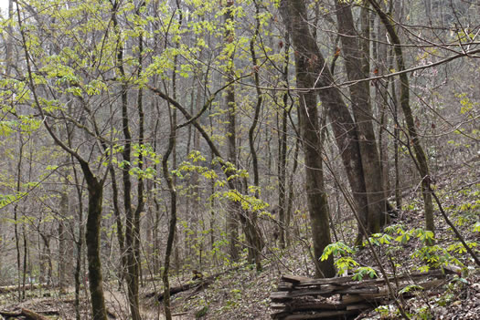 image of Aesculus flava, Yellow Buckeye