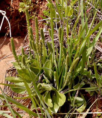 image of Plantago virginica, Virginia Plantain, Southern Plantain, Paleseed Plantain, Hoary Plantain