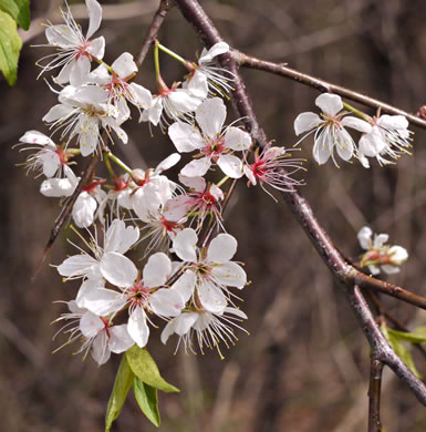 image of Prunus americana, American Wild Plum, Wild Plum