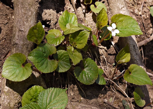 image of Viola blanda, Sweet White Violet