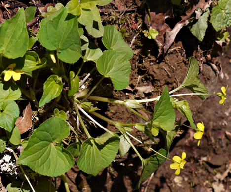 image of Viola eriocarpa, Smooth Yellow Forest Violet, Smooth Yellow Violet