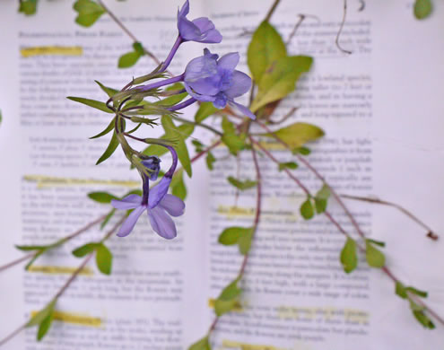 image of Phlox stolonifera, Creeping Phlox