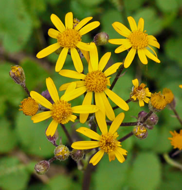 Golden Ragwort