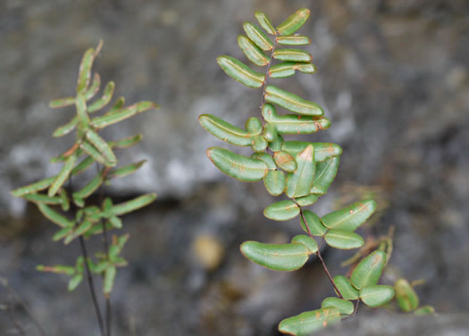 image of Pellaea atropurpurea, Purple Cliffbrake