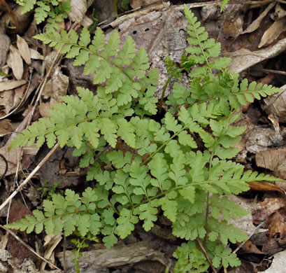 image of Cystopteris protrusa, Lowland Bladder Fern, Spreading Bladder Fern