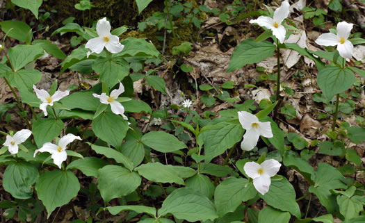 image of Trillium grandiflorum, Large-flowered Trillium, Great White Trillium, White Wake-robin, Showy Wake-robin