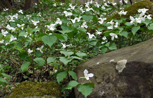 image of Trillium grandiflorum, Large-flowered Trillium, Great White Trillium, White Wake-robin, Showy Wake-robin