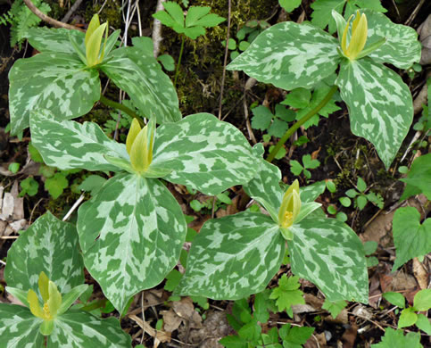 image of Trillium luteum, Yellow Trillium, Yellow Toadshade, Lemon-scented Trillium, Wax Trillium