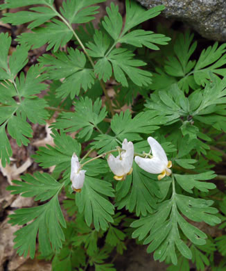 image of Dicentra cucullaria, Dutchman's Britches