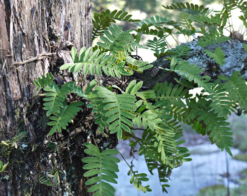 image of Pleopeltis michauxiana, Resurrection Fern, Scaly Polypody