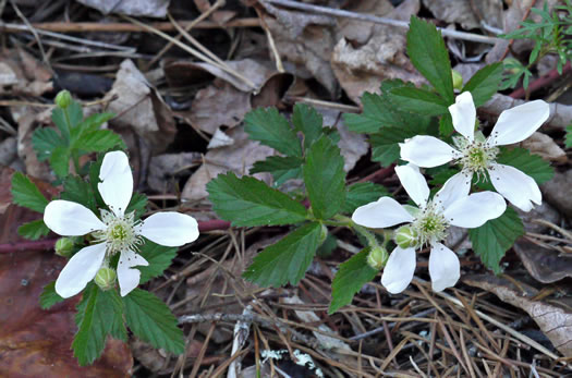 image of Rubus flagellaris, Common Dewberry, Northern Dewberry