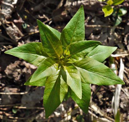 image of Lysimachia quadrifolia, Whorled Loosestrife