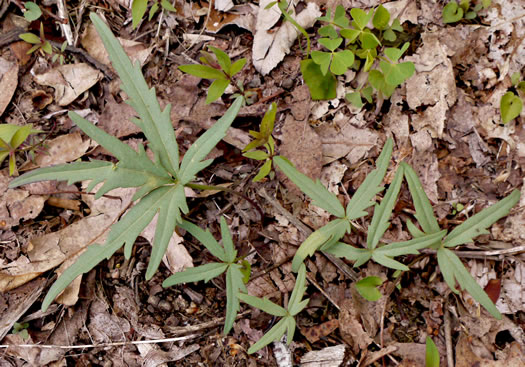 image of Cardamine concatenata, Cutleaf Toothwort