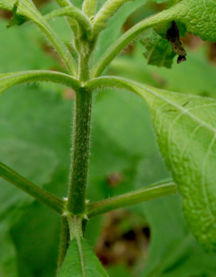 image of Eutrochium steelei, Appalachian Joe-pye-weed, Steele's Joe-pye-weed