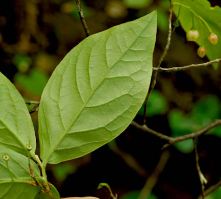 image of Gaylussacia ursina, Bear Huckleberry, Buckberry, Mountain Huckleberry, Bearberry