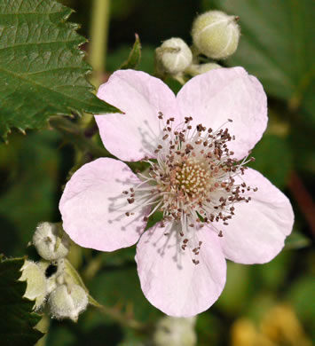 image of Rubus bifrons, European Blackberry, Himalayan Blackberry, Himalaya-berry