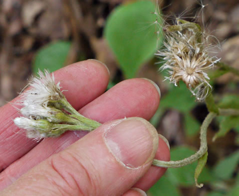 image of Antennaria plantaginifolia, Plantainleaf Pussytoes, Plantain Pussytoes