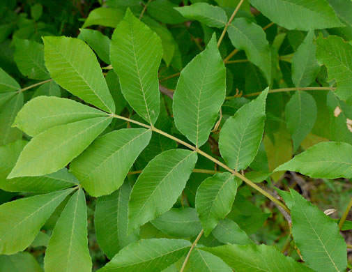 image of Carya cordiformis, Bitternut Hickory