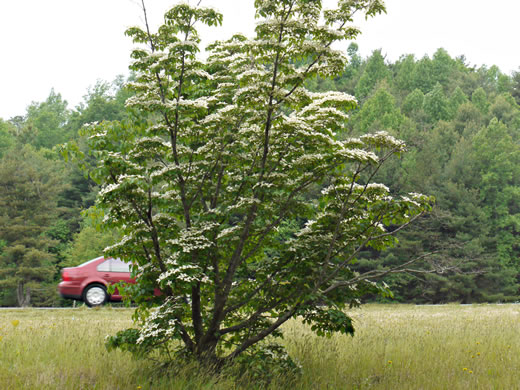 image of Benthamidia japonica, Kousa Dogwood