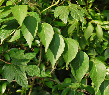 image of Lonicera maackii, Amur Bush-honeysuckle, Amur Honeysuckle