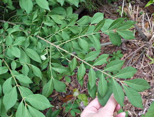 image of Euonymus alatus, Burning-bush, Winged Euonymus, Winged Wahoo