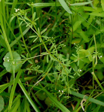 image of Galium tinctorium +, Stiff Marsh Bedstraw, Dye Bedstraw, Three-lobed Bedstraw