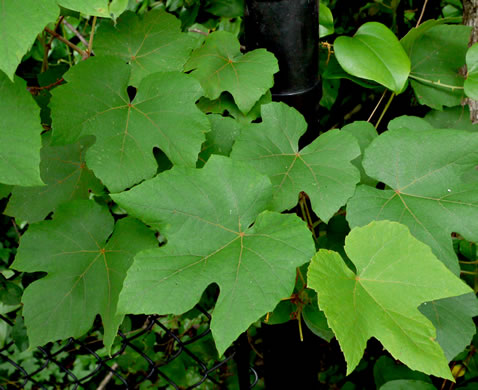 image of Vitis aestivalis var. aestivalis, Summer Grape