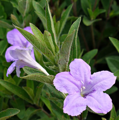 image of Ruellia humilis, Hairy Wild-petunia, Low Wild-petunia, Glade Wild-petunia, Fringeleaf Ruellia