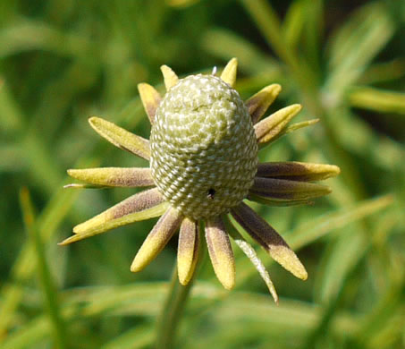 image of Ratibida columnifera, Mexican Hat, Columnar Prairie Coneflower, Upright Coneflower, Long-headed Coneflower