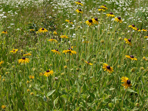 image of Rudbeckia hirta var. hirta, Woodland Black-eyed Susan