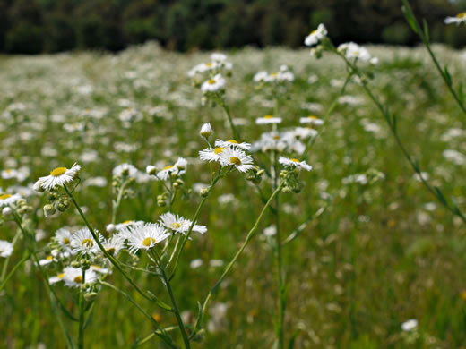 image of Erigeron philadelphicus var. philadelphicus, Daisy Fleabane, Philadelphia Fleabane, Philadelphia-daisy, Common Fleabane