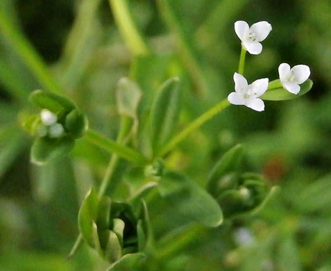 image of Galium tinctorium +, Stiff Marsh Bedstraw, Dye Bedstraw, Three-lobed Bedstraw