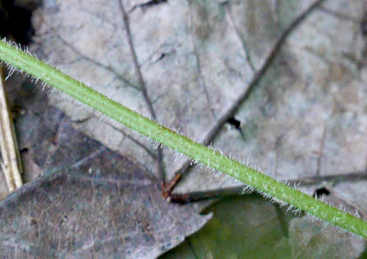 image of Sitobolium punctilobulum, Hay-scented Fern, Pasture Fern, Boulder Fern