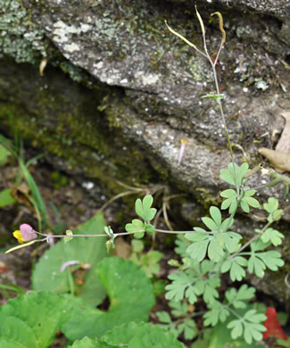 Capnoides sempervirens, Pale Corydalis, Rock Harlequin, Pink Corydalis, Tall Corydalis