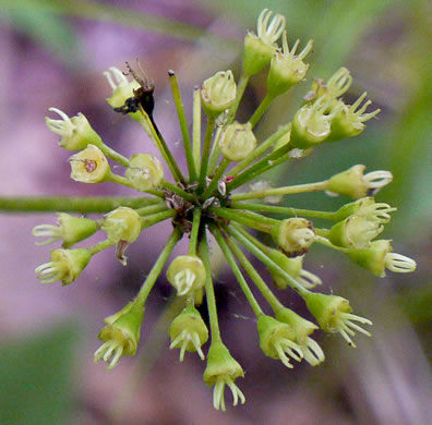 image of Aralia nudicaulis, Wild Sarsaparilla