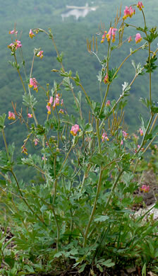 image of Capnoides sempervirens, Pale Corydalis, Rock Harlequin, Pink Corydalis, Tall Corydalis