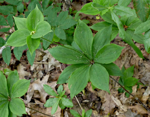 image of Medeola virginiana, Indian Cucumber-root