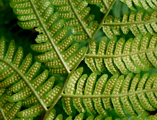 image of Dryopteris goldieana, Goldie's Woodfern