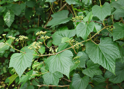 image of Ampelopsis glandulosa, Porcelain-berry, Amur Peppervine