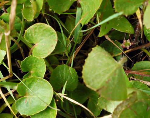 image of Centella erecta, Centella, Erect Coinleaf, False Pennywort