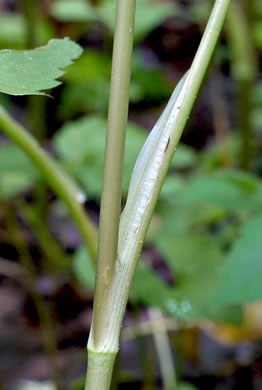 image of Cryptotaenia canadensis, Honewort