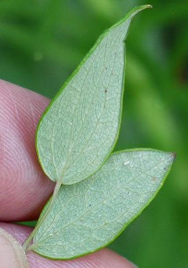 image of Thalictrum amphibolum, Skunk Meadowrue, Waxy Meadowrue