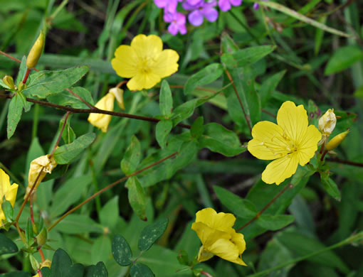 image of Oenothera fruticosa var. fruticosa, Narrowleaf Sundrops