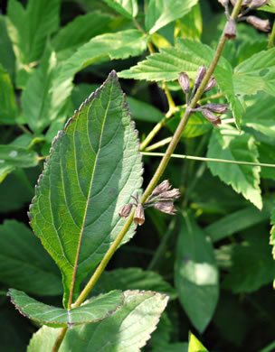 image of Salvia urticifolia, Nettleleaf Sage