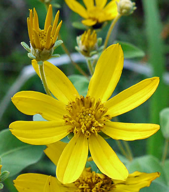 image of Coreopsis major var. major, Whorled Coreopsis, Woodland Coreopsis