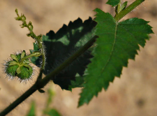 image of Tragia urticifolia, Nettleleaf Noseburn, Tragia