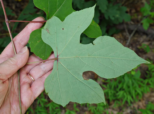 image of Vitis aestivalis var. bicolor, Silverleaf Grape